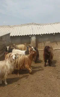 بز دامازدیغ