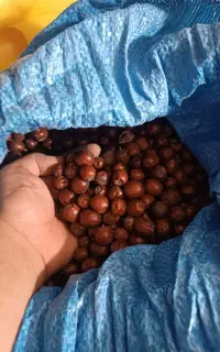 عناب درجه 1
