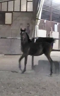 مادیان  عرب  درشور