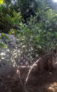 درخت موزخارجی ودرخت پرتغال تامسون