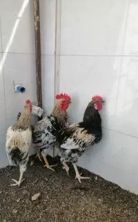سلام فروش ۳عدد خروس ۹ماهه