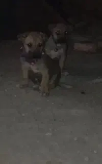 دو عدد توله نر و ماده