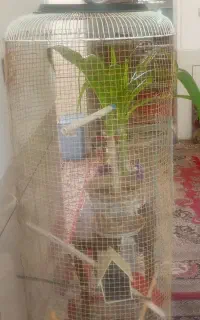 فروش قفس پرنده