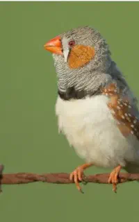 فنچ پرنده