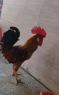 خروس
