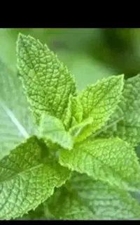 فروش عرق نعناع محلی و ارگانیک