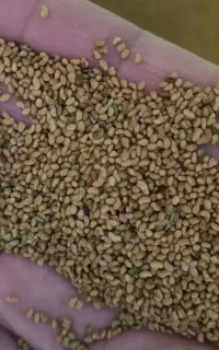 بذر یونجه همدانی پایه بلند