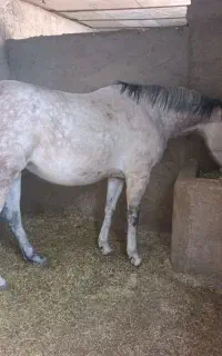 مادیان عرب کورسی یکسر وارداتی