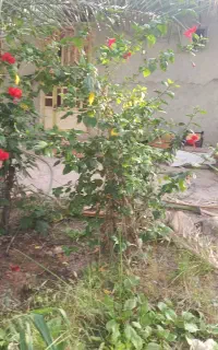 قناری آبادانی