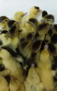 جوجه اردک خارجی