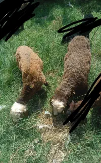 بره سالم و سرحال باب داشت
