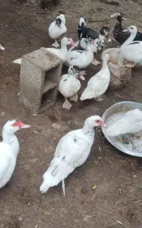 اردک نر و ماده