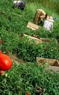 کشاورزی و کشت و کار