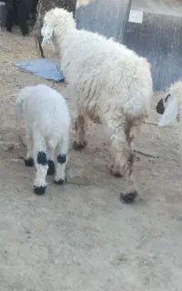 گوسفند و بره نر