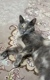 گربه واگذاری