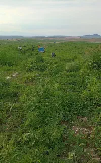 هندوانه شیرین عمده