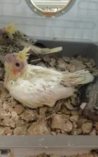 جوجه عروس سرلاکی
