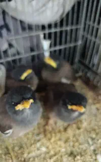 جوجه مینا افقان شاه تخم رسید