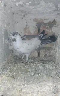 نرکله دم آبی گرفته غروب