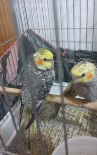 عروس هلندی گمشده