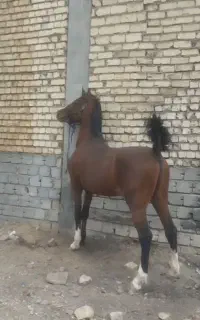 نریان کرد