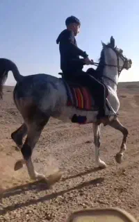 مادیان سواری دار