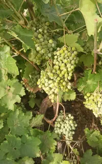 غوره ابدار درشت