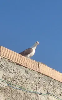کبوتر ساده سرخ
