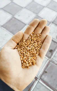 گندم تمیز بذری