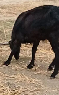 بز شیشک