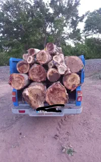 فروش چوب سپیدار