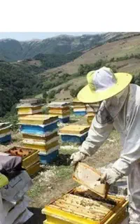 زنبور