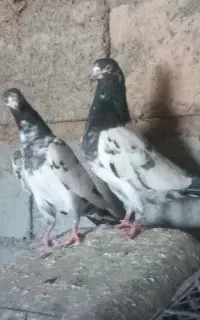 کبوتر پرشی