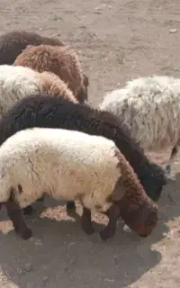 بره نر قزل افشار ومحلی