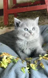 گربه بریتیش بلو