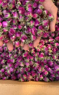 غنچه گل محمدی