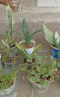 گل وگیاه