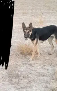 سگ گرگی