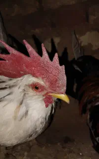 خروس