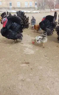 بوقلمون ماده بشرط
