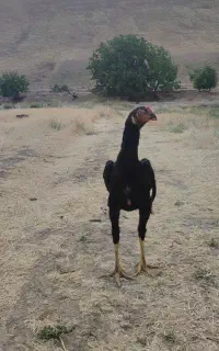 جوجه 5ماهه