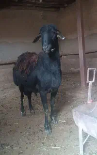 قوچ گوی قولاخ