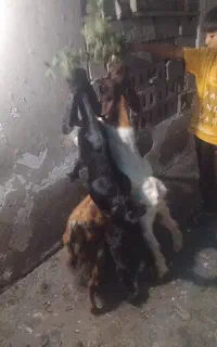 نیاز مالی