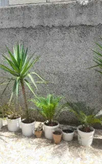فروش یه تعداد گل