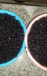 تمشک