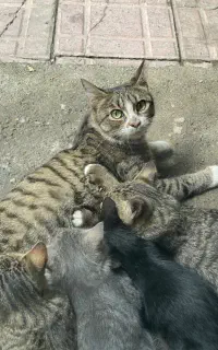 واگذاری گربه