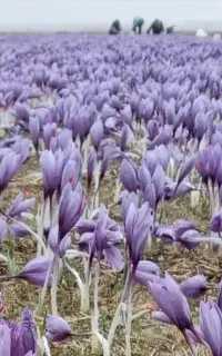 شراکت در کشت زعفران