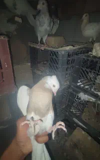 کبوتر تقی کله ای کله دم سبز