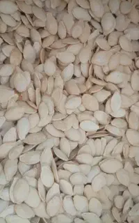 تخمه کدو