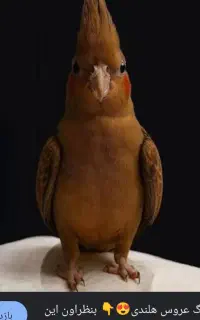 گمشده عروس هلندی